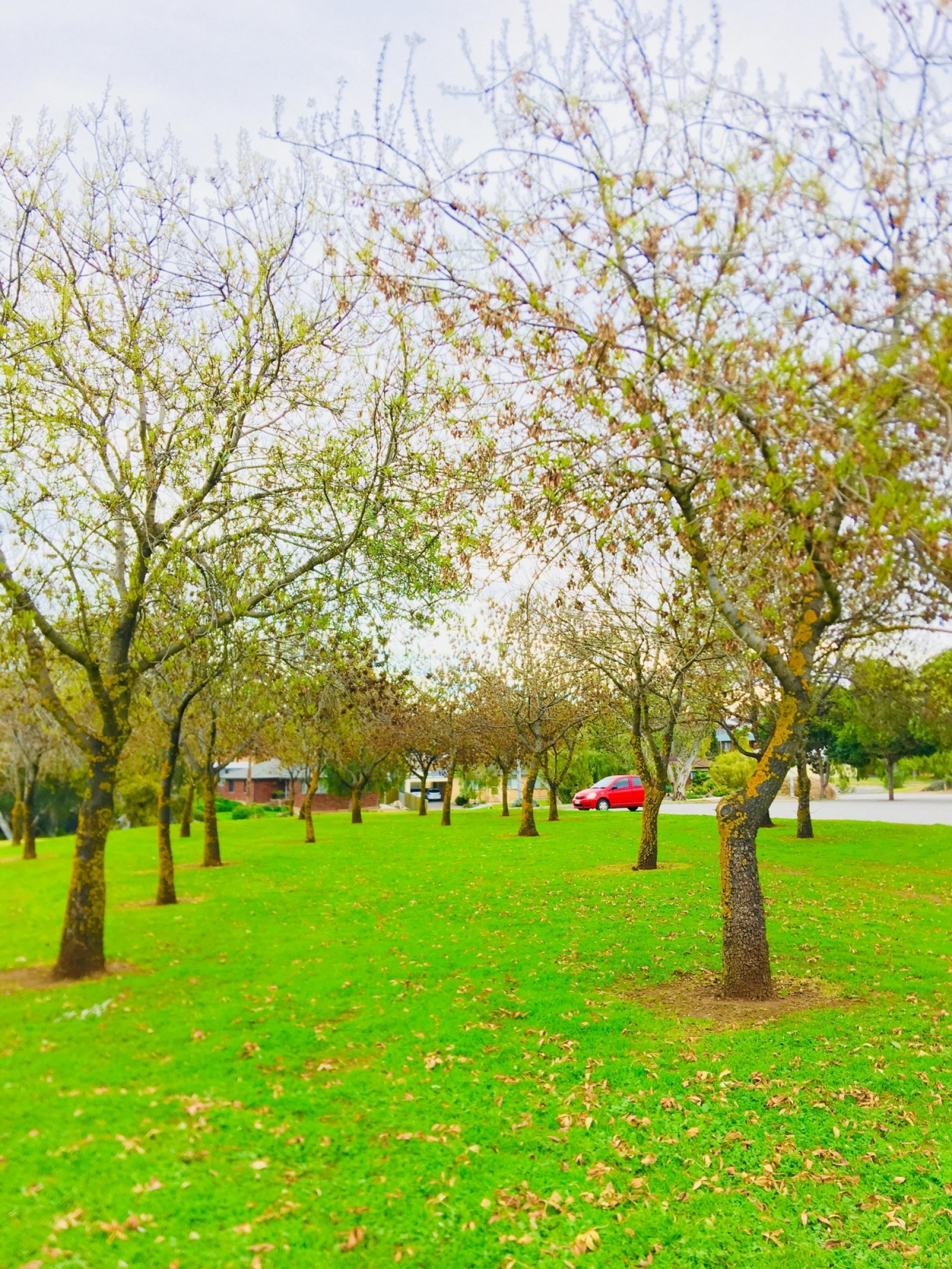 Hessing Crescent Reserve | Parks | City of Marion