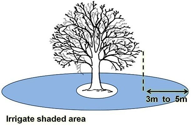 Caring for trees | City of Marion